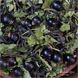 Черная смородина 10093 Черная смородина 10093